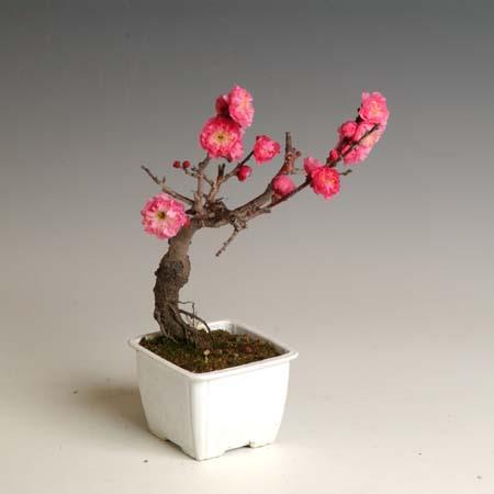 小品盆栽素材 苗 梅 摩耶紅梅 G1191 3 遊恵盆栽 Yahoo 店 通販 Yahoo ショッピング
