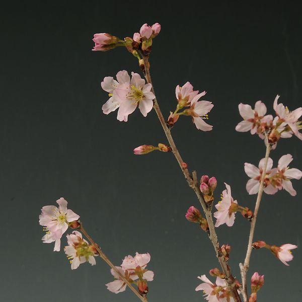 盆栽素材 苗：啓翁桜(けいおうさくら/ケイオウサクラ) : 遊恵盆栽