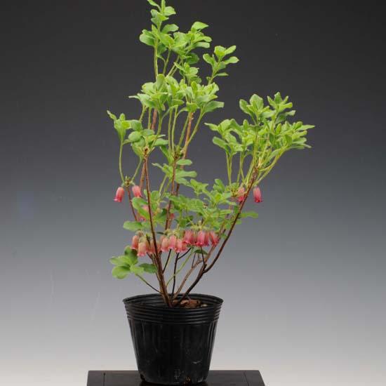 苗 箱根むらさきつりがねつつじ ハコネムラサキツリガネツツジ G12 遊恵盆栽 Yahoo 店 通販 Yahoo ショッピング