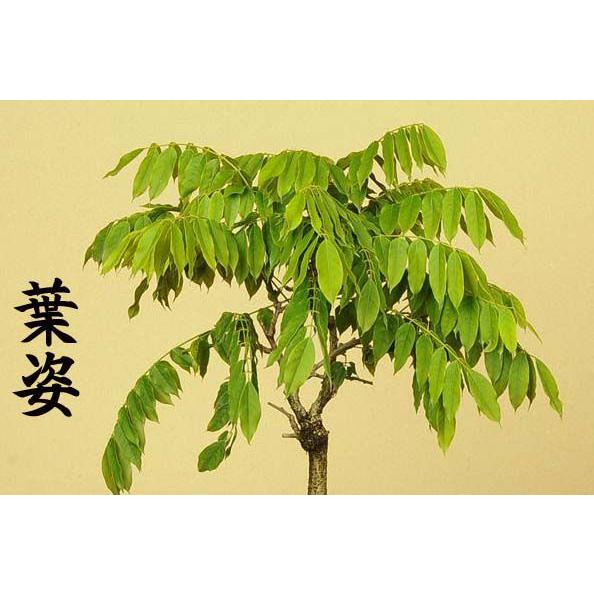 苗：一才藤（大）*ふじ/フジ : 遊恵盆栽 Yahoo!店 - 通販 - Yahoo