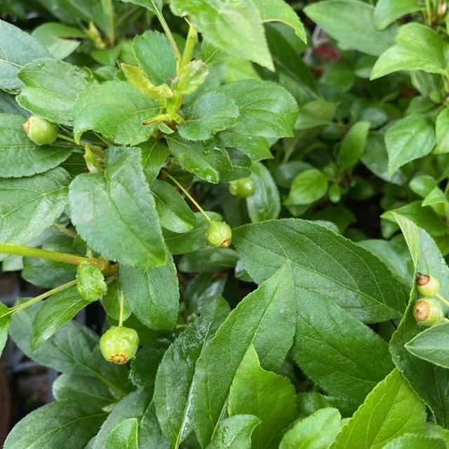 盆栽　ウメモドキ・ナツハゼ・深山カイドウ 楽天市場】深山カイドウ 実物盆栽（みもの盆栽） 2025年4月開花