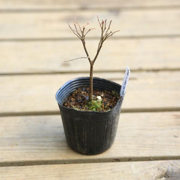 苗：えのき*エノキ/榎 : 遊恵盆栽 Yahoo!店 - 通販 - Yahoo!ショッピング