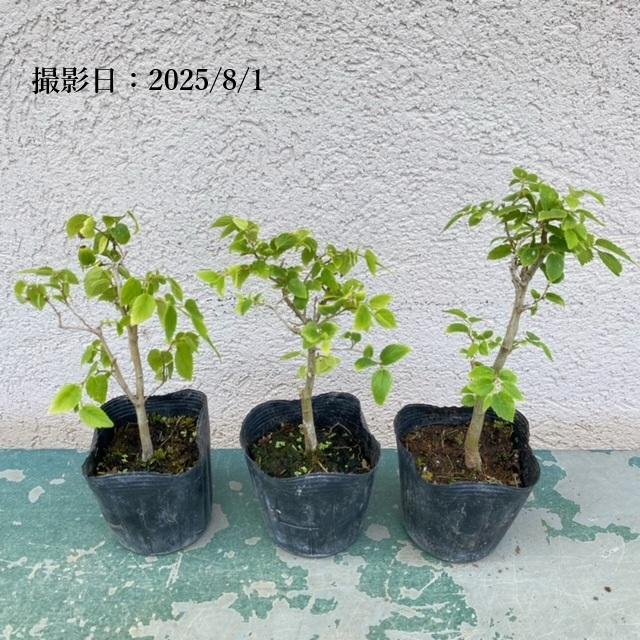 苗：えのき*エノキ/榎 : 遊恵盆栽 Yahoo!店 - 通販 - Yahoo!ショッピング