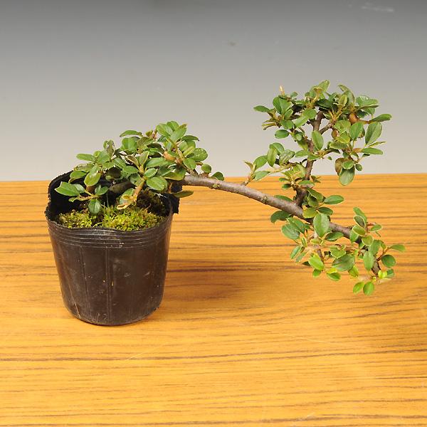 苗 カマツカコケモモ Bloomalth Com