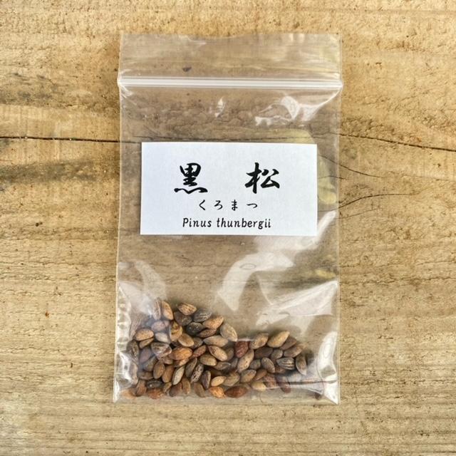 遊恵盆栽：種子 黒松*くろまつ クロマツ : 遊恵盆栽 Yahoo!店 - 通販