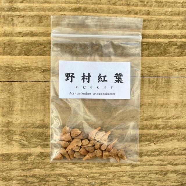 遊恵盆栽：種子 野村紅葉*ノムラモミジ のむらもみじ : 遊恵盆栽 Yahoo