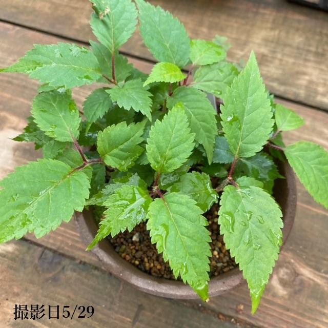 遊恵盆栽：種子 山桜*やまさくら ヤマサクラ : 遊恵盆栽 Yahoo!店