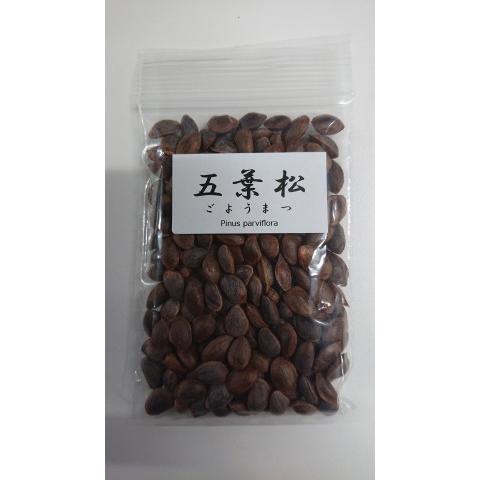 【現品】五葉松　ゴヨウマツ　ごようまつ　12号　7C番 現品】五葉松 ゴヨウマツ ごようまつ 12号 7C番