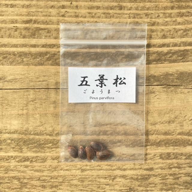 有名ブランド有名ブランド五葉松 種子 盆栽 | undha.ac.id
