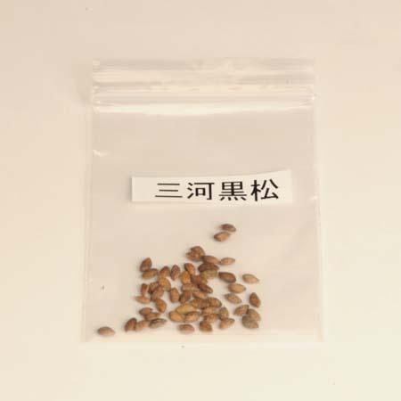 三河黒松 種子 G1387 5 遊恵盆栽 Yahoo 店 通販 Yahoo ショッピング