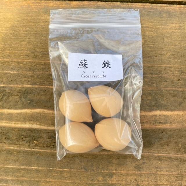 そてつ　ソテツ　蘇鉄　1 遊恵盆栽：種子 蘇鉄*そてつ ソテツ【区分A】 : 遊恵盆栽 Yahoo!店