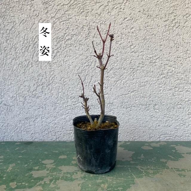 苗：出猩々もみじ（黒ポット）*デショウジョウ モミジ : 遊恵盆栽