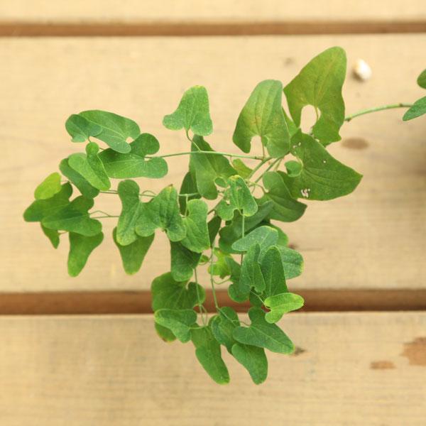 HW+商談中【農薬不使用】ウマノスズクサ／馬鈴草 小苗 3苗／株 苗：馬の鈴草（ウマノスズクサ）・アリマウマノスズクサ* : 遊恵