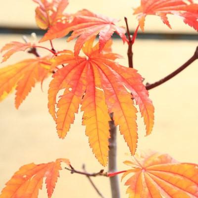 苗：イタヤカエデ（イタヤモミジ）* : 遊恵盆栽 Yahoo!店 - 通販