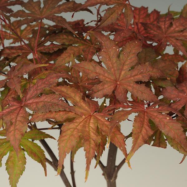 苗 もみじ 笠置山 G1419 遊恵盆栽 Yahoo 店 通販 Yahoo ショッピング