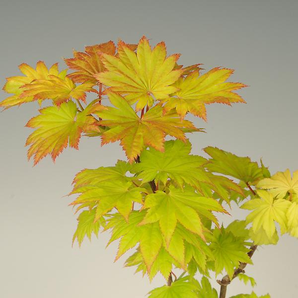 苗：もみじ（黄金イタヤ）* モミジ : 遊恵盆栽 Yahoo!店 - 通販