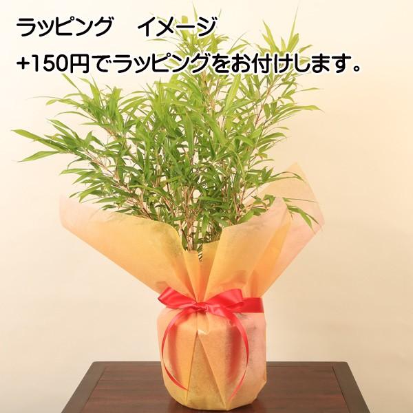 縁起物：朱竹・紅寒竹 オレンジポット* : 遊恵盆栽 Yahoo!店 - 通販