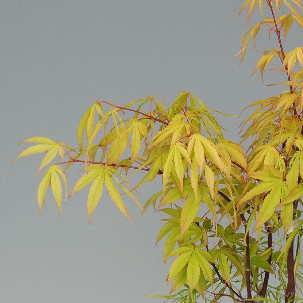 もみじ 株立ちのモミジ #bonsai #japanesemaple #momiji #盆栽 #ヤマモミジ