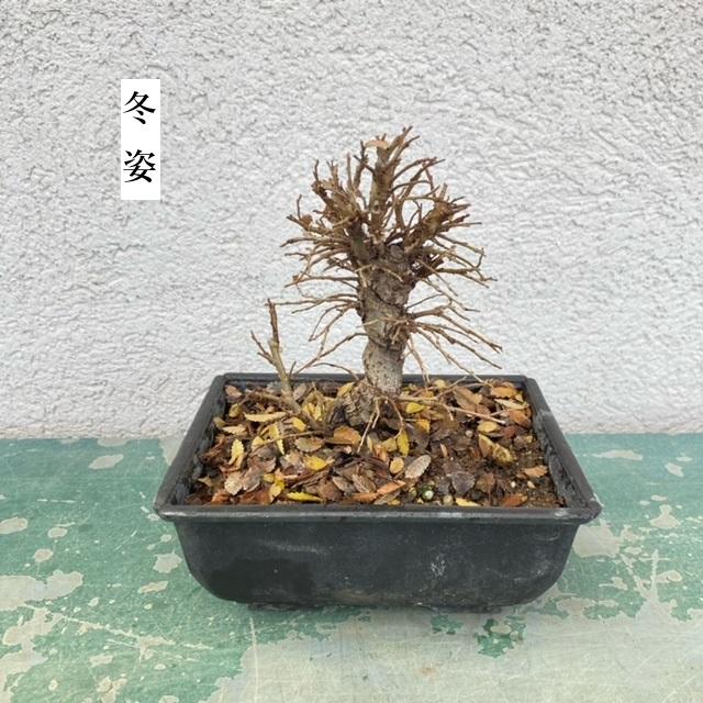 【盆栽】ニレケヤキ（楡欅） 四季折々の変化を楽しむ【ニレケヤキ（アキニレ）の盆栽（信楽焼鉢