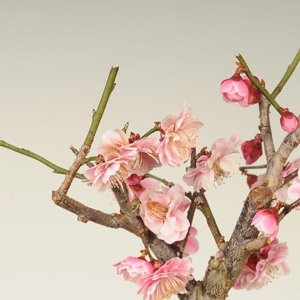 小品盆栽素材：紅梅(新平家) : 遊恵盆栽 Yahoo!店 - 通販 - Yahoo
