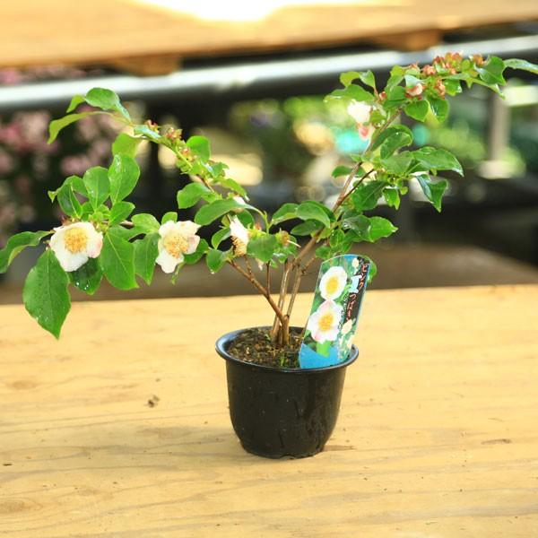 苗:夏椿（なつつばき）（シャラ、しゃら）(ピンク) : 遊恵盆栽 Yahoo