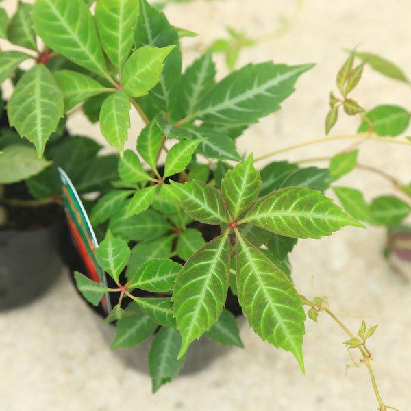 苗 ヘンリーヅタ２個セット ヘンリー蔦 つた G1649 遊恵盆栽 Yahoo 店 通販 Yahoo ショッピング