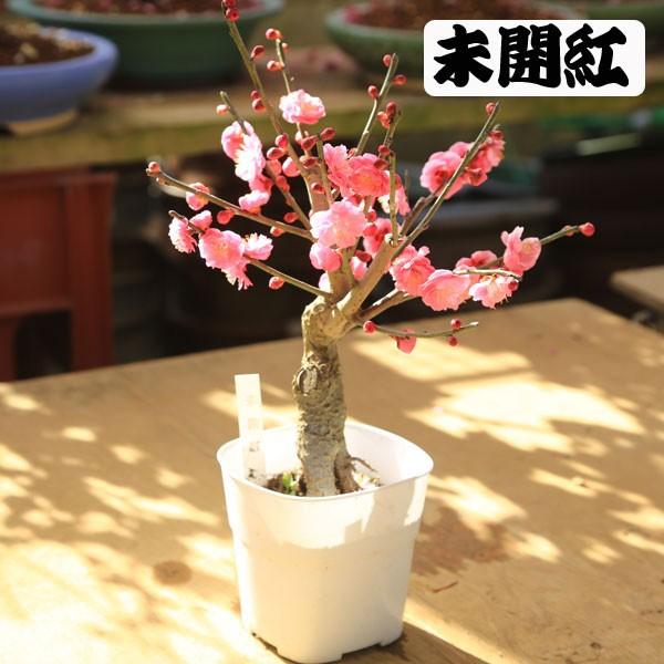 苗：梅（3.5号・4号 角プラポット） : 遊恵盆栽 Yahoo!店 - 通販
