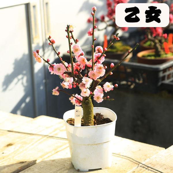 苗：梅（3.5号・4号 角プラポット） : 遊恵盆栽 Yahoo!店 - 通販