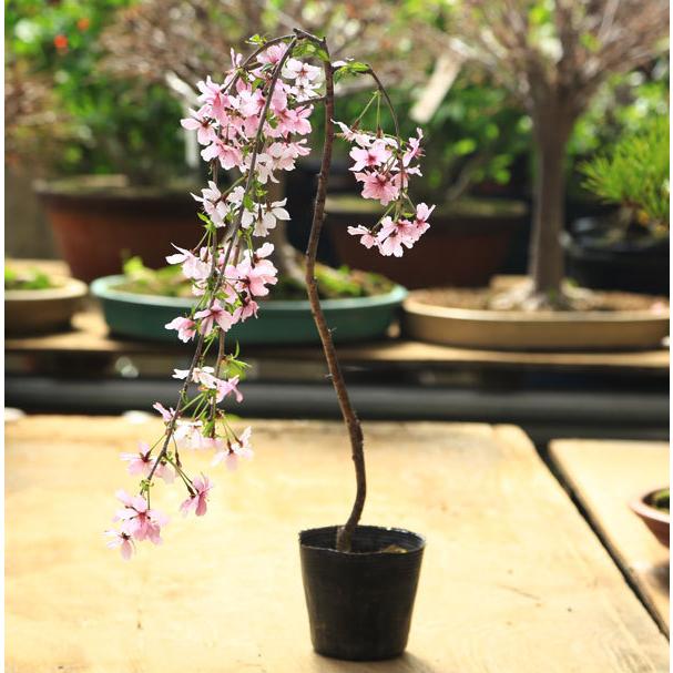 盆栽素材 苗：しだれ富士桜*シダレサクラ/しだれさくら : 遊恵盆栽