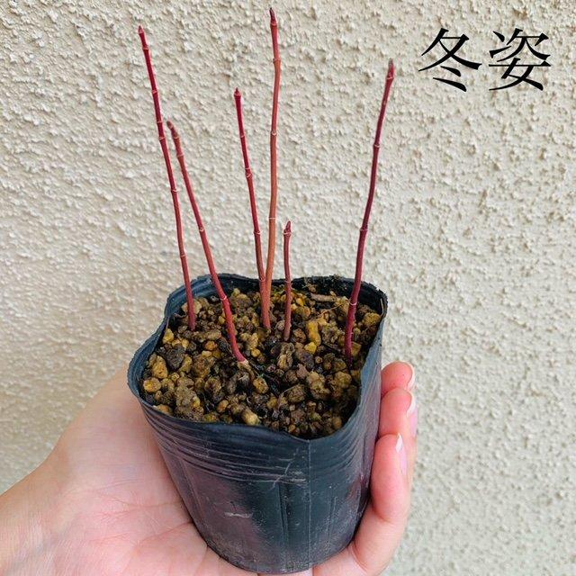 苗：山もみじ寄せ（赤ちゃん）*ヤマモミジ/紅葉 : 遊恵盆栽