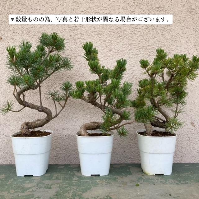 苗：五葉松(大・ごようまつ）* ゴヨウマツ : 遊恵盆栽 Yahoo!店