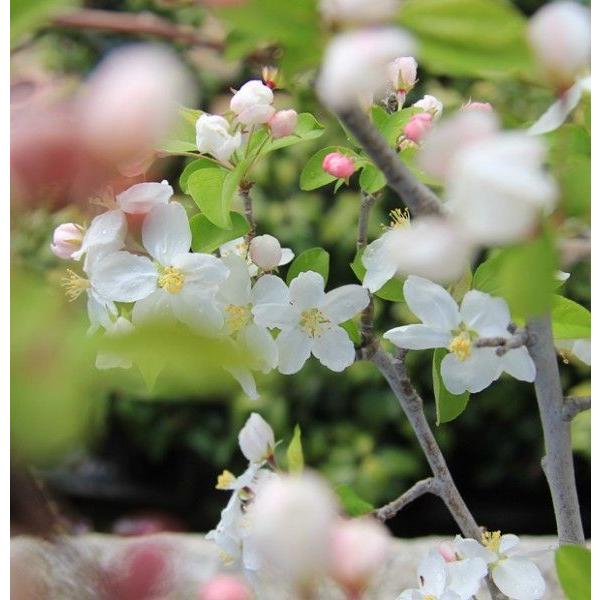 姫林檎　姫美好　鉢もかっこいいです プレゼントにもオススメ 苗：姫りんご(姫美好)*（プラスチック鉢