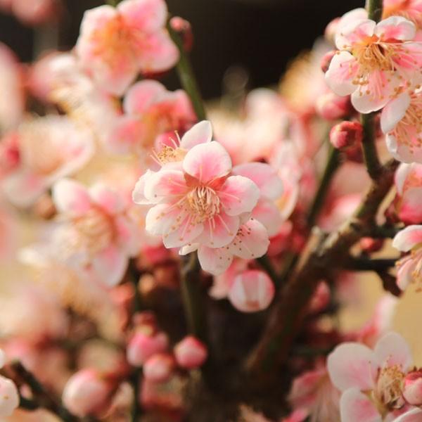 紅梅・白梅いろいろ