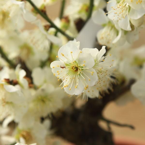 紅梅・白梅いろいろ