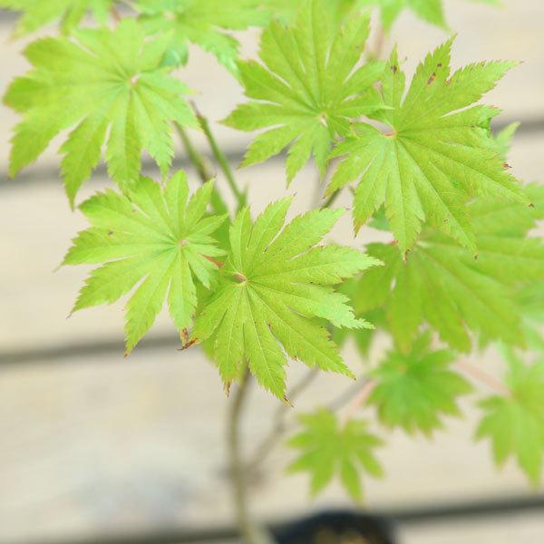 苗：ハウチワカエデ｜y-bonsai｜02