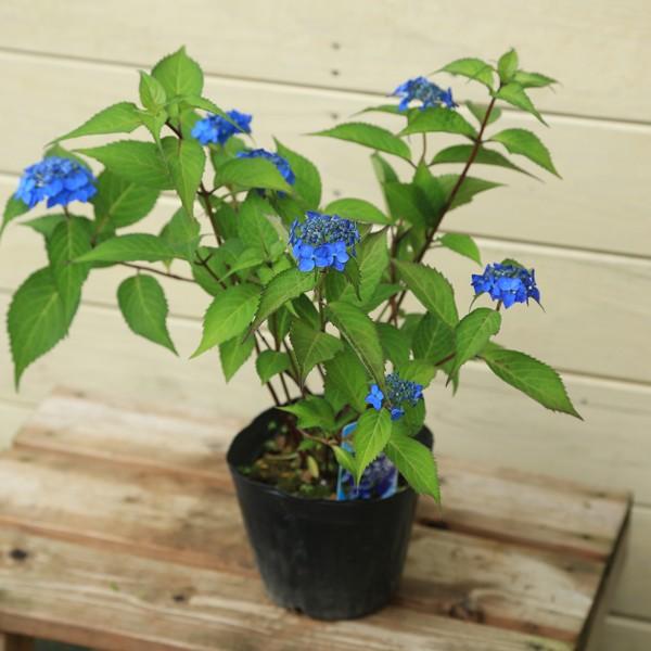 目が覚めるような濃い青色　庭木苗・植木苗：山アジサイ（やまあじさい）（藍姫）*5月中旬開花予定　佐川急便発送（Yahoo!・遊恵盆栽　Yahoo!店）