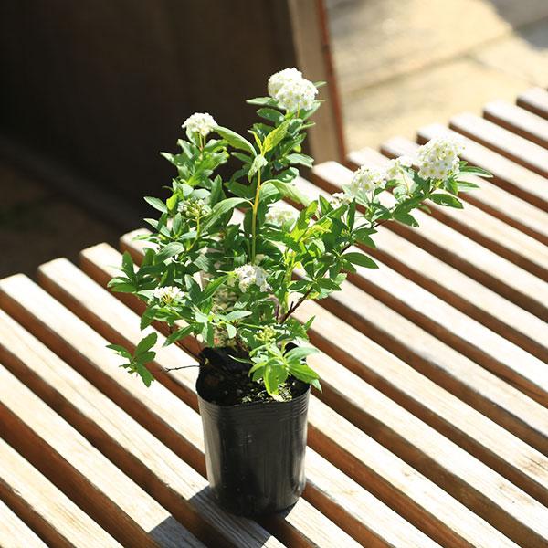 苗 小手毬 コデマリ ポット こでまり 送料無料カード決済可能