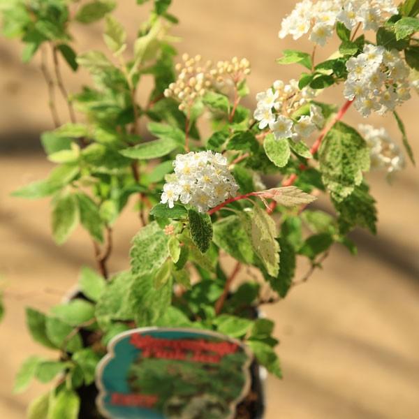 盆栽素材 苗 斑入りコデマリ 桜でまり ピンクアイス G1848 遊恵盆栽 Yahoo 店 通販 Yahoo ショッピング