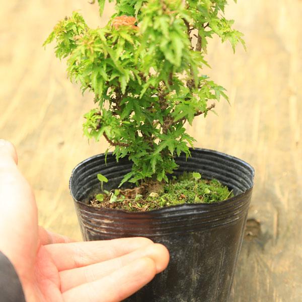 紅葉盆栽　琴姫　極小樹　太幹　樹高葉先まで4.5cm 大きなキズ無し　ミニ盆栽 紅葉盆栽 琴姫 極小樹 太幹 樹高葉先まで4.5cm 大きなキズ