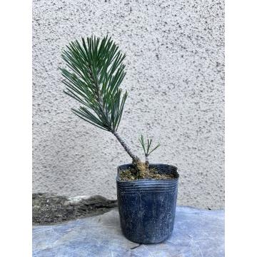 苗：八房黒松（千寿丸）｜y-bonsai｜02