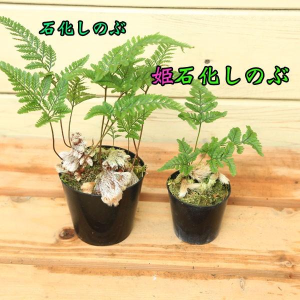 苗：姫石化しのぶ* シノブ : 遊恵盆栽 Yahoo!店 - 通販 - Yahoo