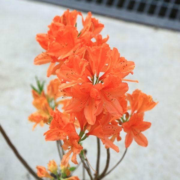 庭木 苗：レンゲツツジ(小)*（カバレンゲツツジ）（キレンゲツツジ）お
