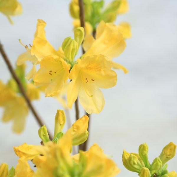 花木 苗 レンゲツツジ 小 カバレンゲツツジ キレンゲツツジ お選びください れんげつつじ G1938 遊恵盆栽 Yahoo 店 通販 Yahoo ショッピング