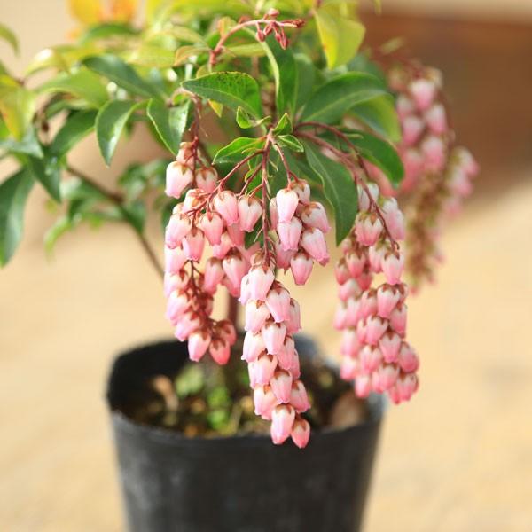 花木 苗：紅花あせび*ベニバナアセビ べにばなあせび : 遊恵盆栽 Yahoo