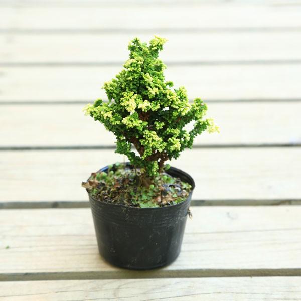 石化ヒノキ盆栽　セッカヒノキ 苗：銀芽石化桧(ぎんめせっかひのき)*（大）セッカヒノキ : 遊恵盆栽