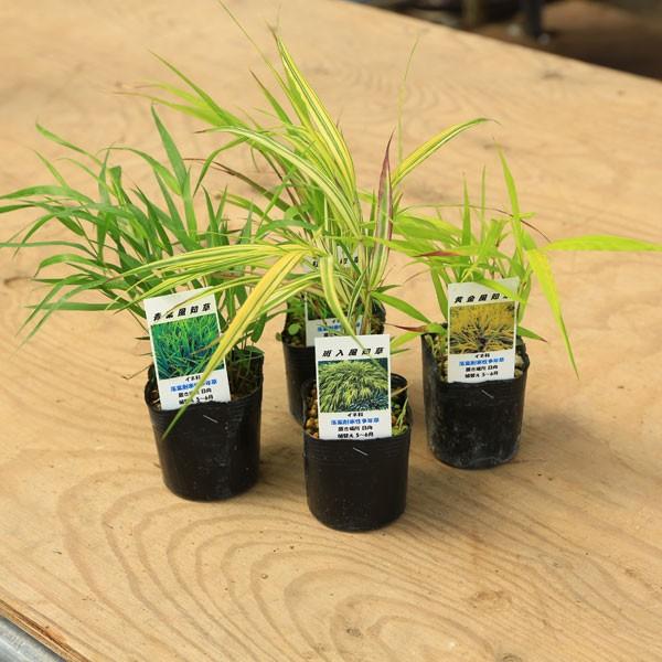 苗 山野草 フウチソウ 風知草 品種お選びください 2個セット G1976 遊恵盆栽 Yahoo 店 通販 Yahoo ショッピング