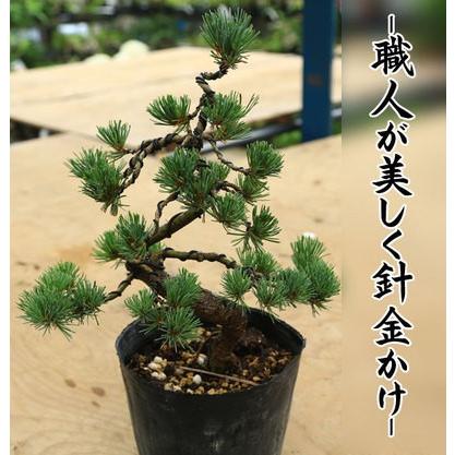 特選苗・植木：五葉松(ごようまつ）*黒ポット　本格派の五葉松の苗が登場です。