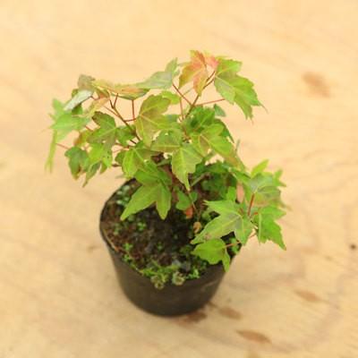 苗・盆栽苗：小葉性楓 かえで * コバショウカエデ 盆栽向き