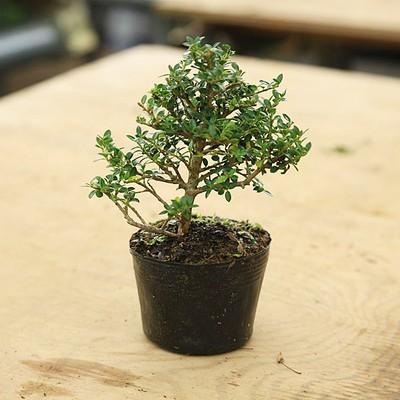 苗・盆栽苗：八房ツゲ * ヤツフサツゲ　つげ　小品盆栽に最適｜y-bonsai
