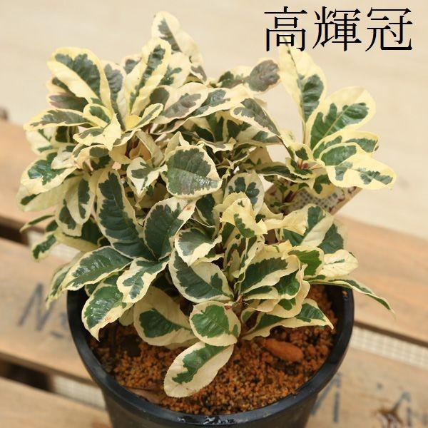 実物 苗：品種選べるヤブコウジ 斑入りヤブコウジ*やぶこうじ : 遊恵